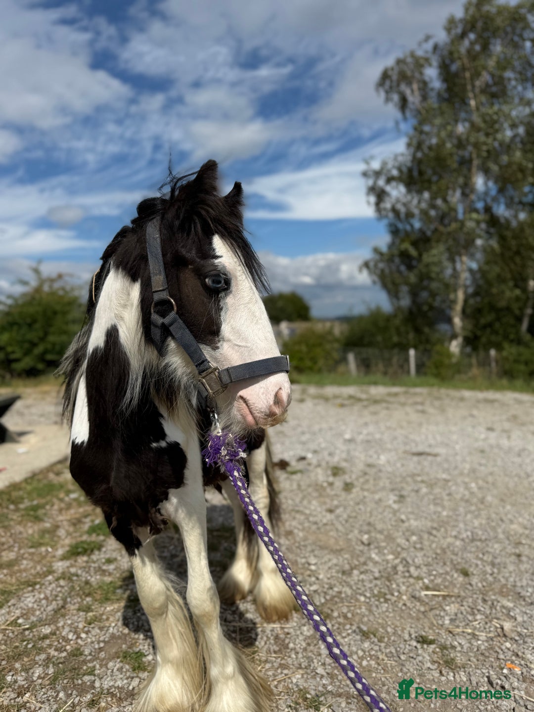 Irish Cob horses for sale: beautiful bingo 😍 - Image 4
