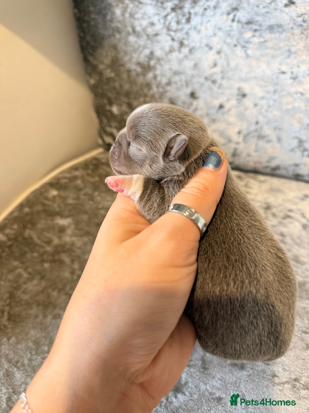 Chihuahua dogs for sale: 🩷Chihuahua puppies Thai genes🩷 - Image 9