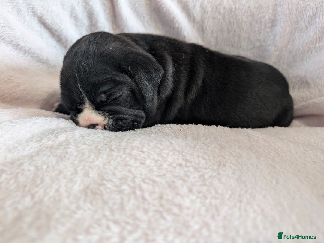 Olde English Bulldogge dogs for sale: Old English bulldogge - Advert 4