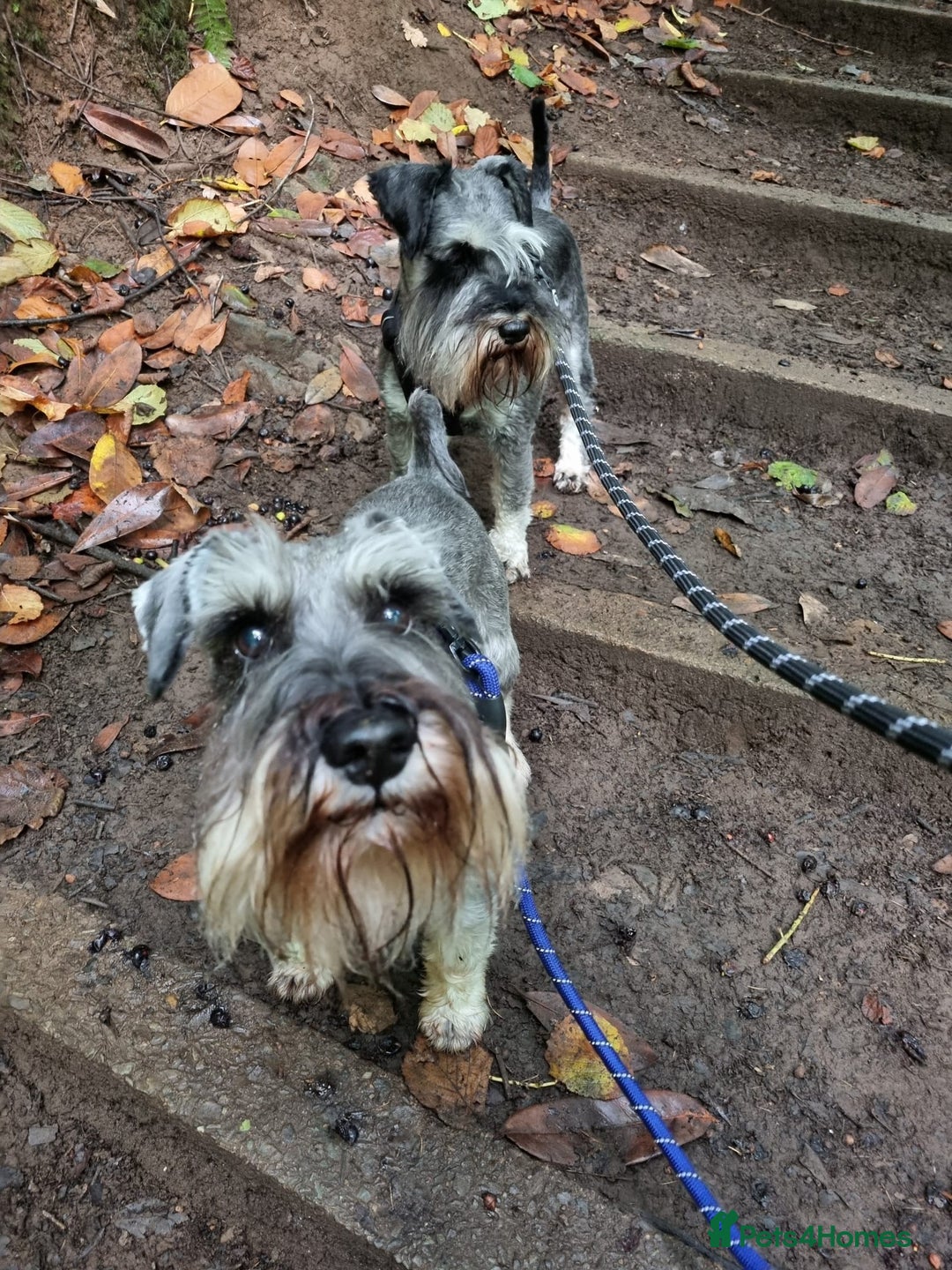 Miniature Schnauzer dogs for sale: Outstanding Miniature Schnauzer Puppies  - Advert 18