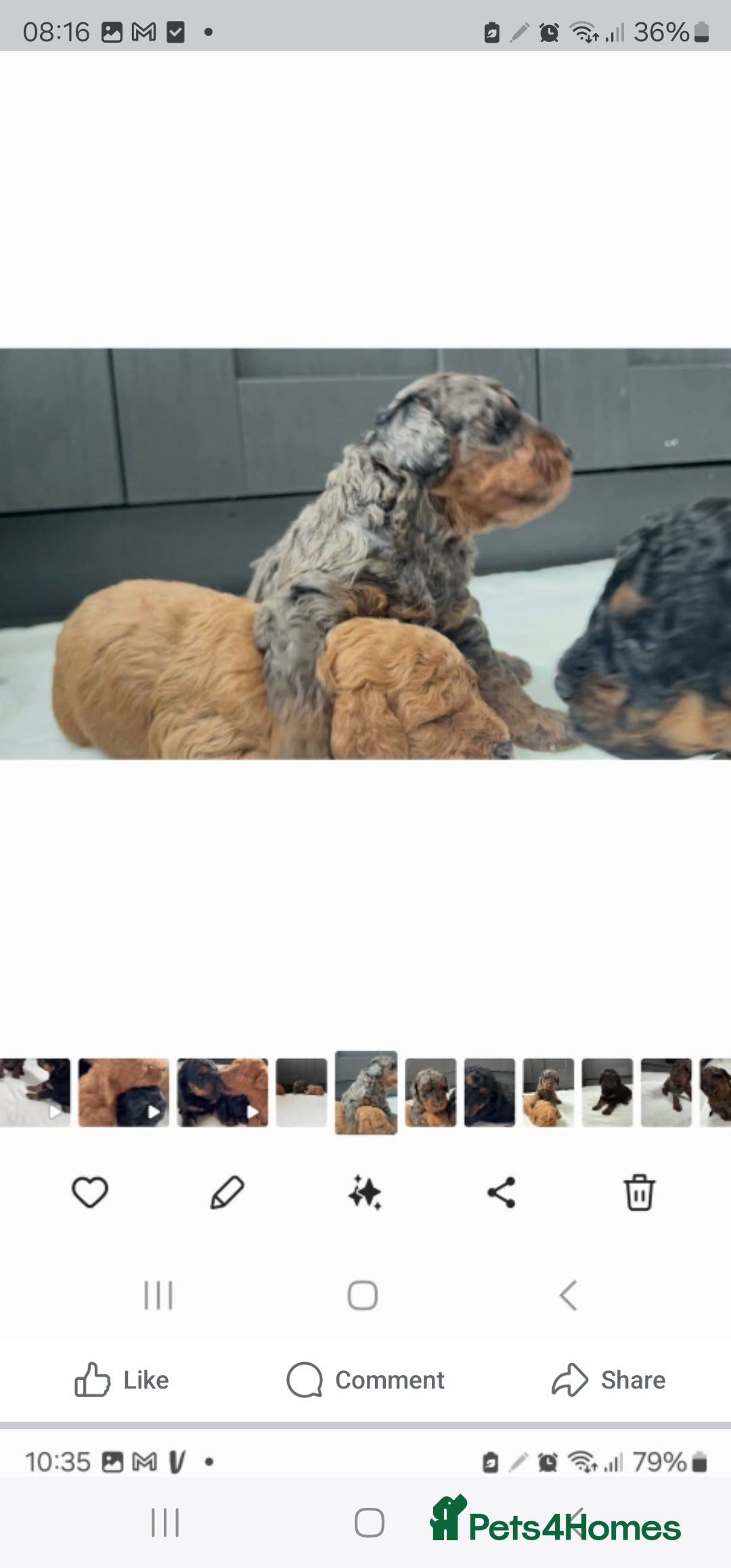 Cockapoo dogs for sale: F2 Cockapoo puppies for sale  - Image 19