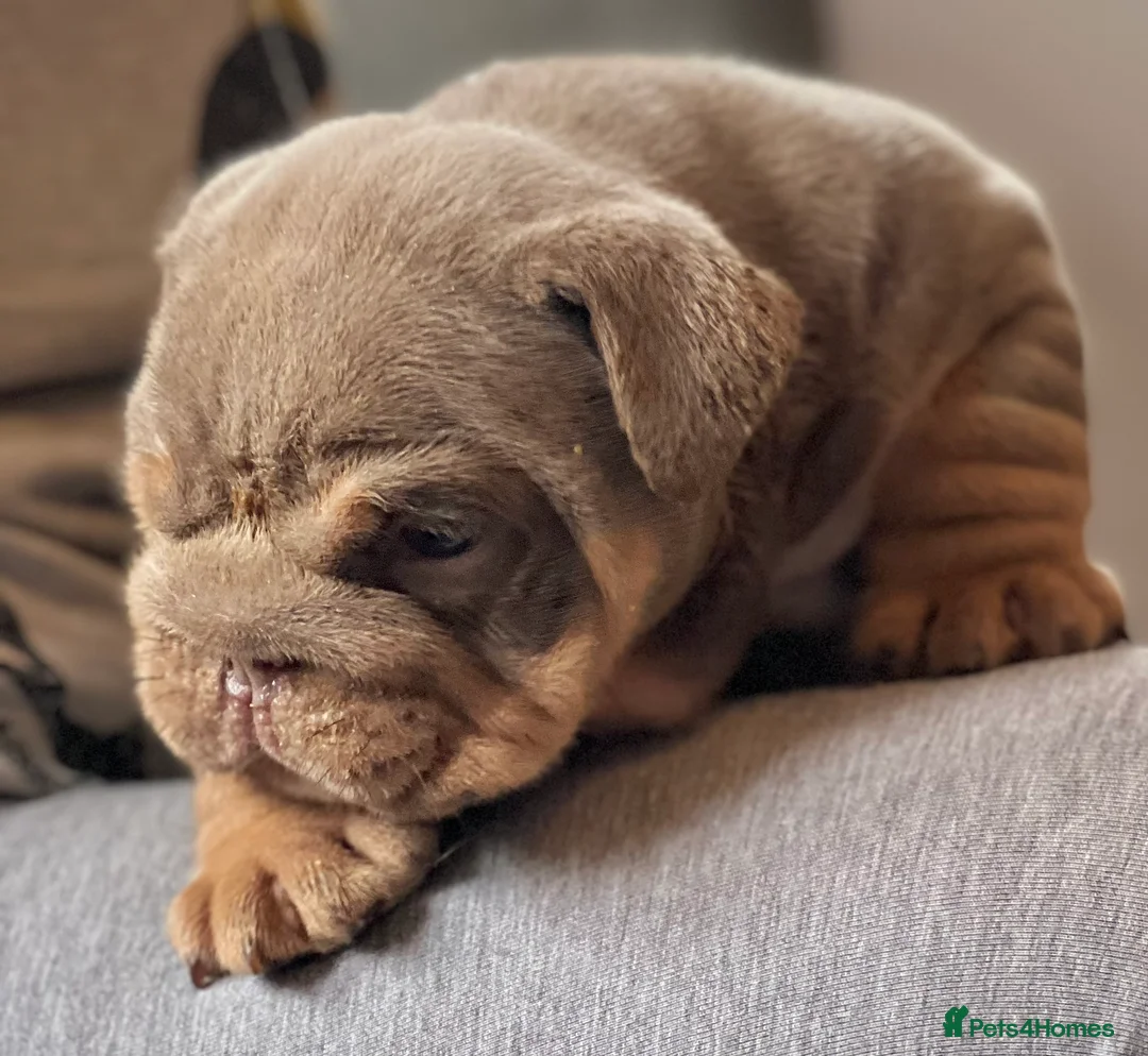 English Bulldog dogs for stud: CREATEABULLZ 🚨LOADED-LUX REDUCED  in Manchester - Advert 11