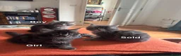 Maine Coon cats for sale: Pure breed maine coon kittens for sale  - Advert 7