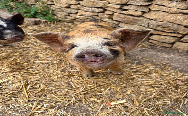 Pig livestock - Advert 1