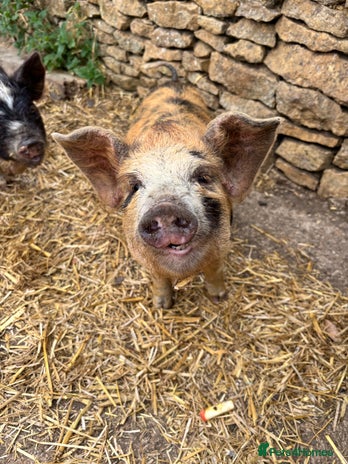 Pig livestock - Advert 1