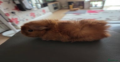 Guinea Pig rodents - Advert 4