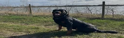 Rottweiler dogs for sale: Rottweiler puppies  in Cambridge - Advert 5