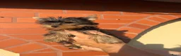 Yorkshire Terrier dogs for sale: Beautiful KC Registered Yorkshire Terrier Males - Advert 28