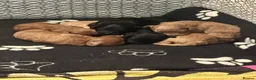 Cavapoo dogs for sale: F1B Cavapoo pups looking for their forever home in Cheltenham - Advert 21