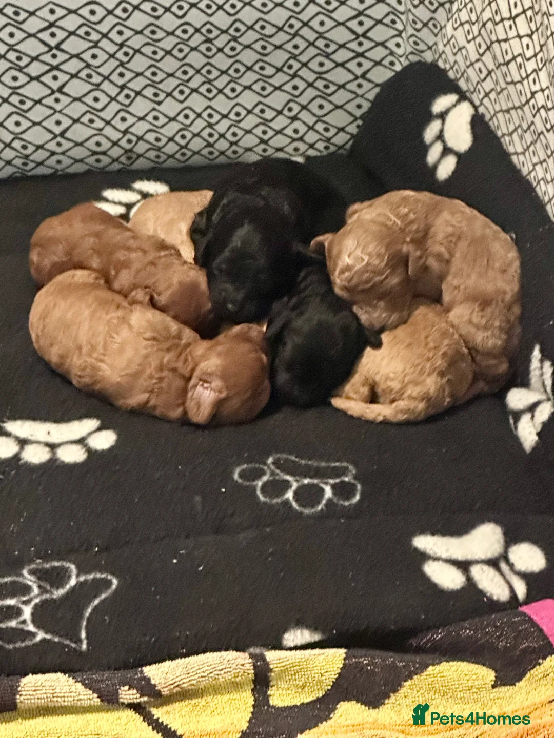 Cavapoo dogs for sale: F1B Cavapoo pups looking for their forever home in Cheltenham - Advert 21