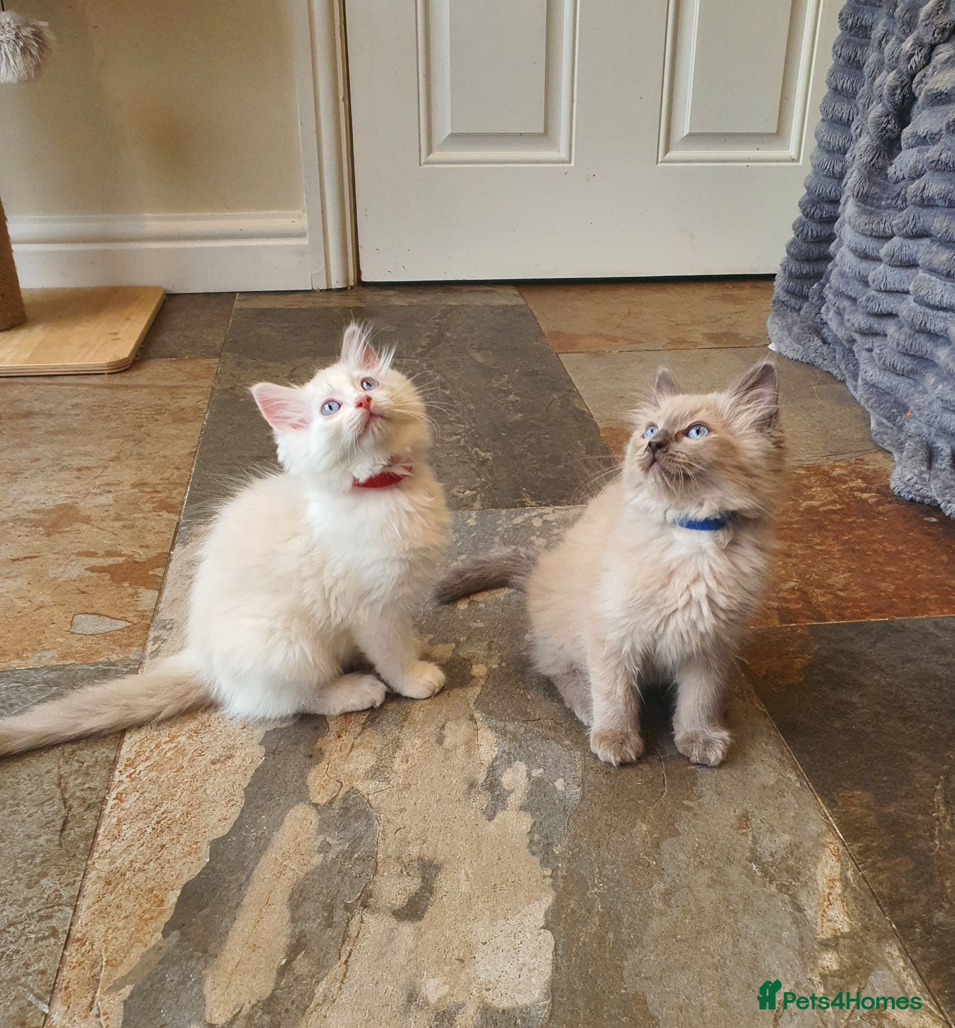 Ragdoll cats 💖11 Weeks Old💖Beautiful GCCF Ragdoll Kittens. - Advert 2