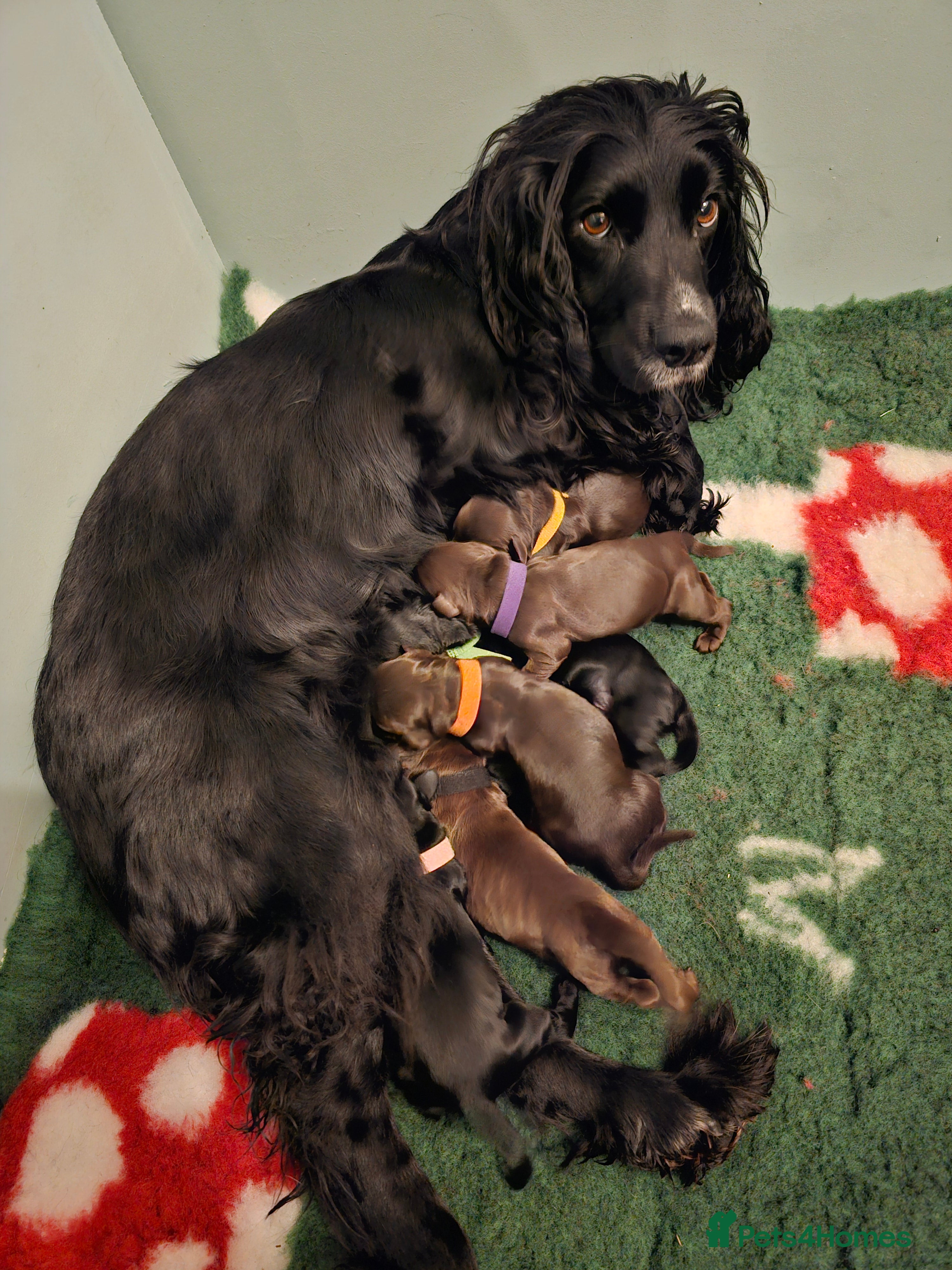 Cocker Spaniel dogs Working cocker spaniel puppies - Advert 2