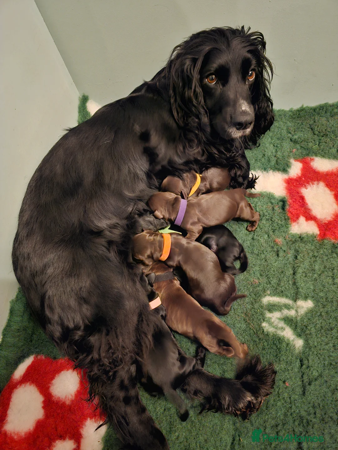 Cocker Spaniel dogs for sale: Working cocker spaniel puppies - Advert 1