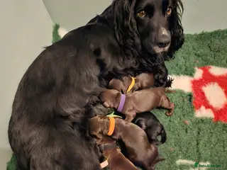Cocker Spaniel dogs Working cocker spaniel puppies - Advert 2
