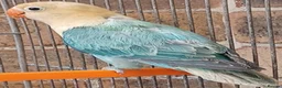Lovebirds birds for sale: VOLIT BLUE PARBLUE PASTALINO VOILET BLUE EUWING   - Advert 2