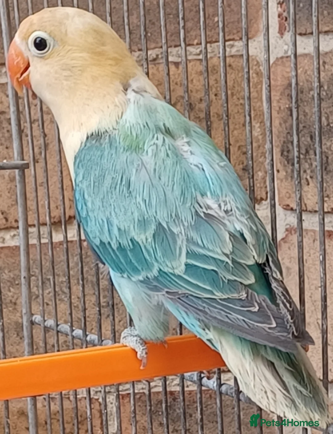 Lovebirds birds for sale: VOLIT BLUE PARBLUE PASTALINO VOILET BLUE EUWING   - Advert 2