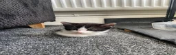 Mixed Breed cats for sale: 2 tuxedo boys  - Advert 1