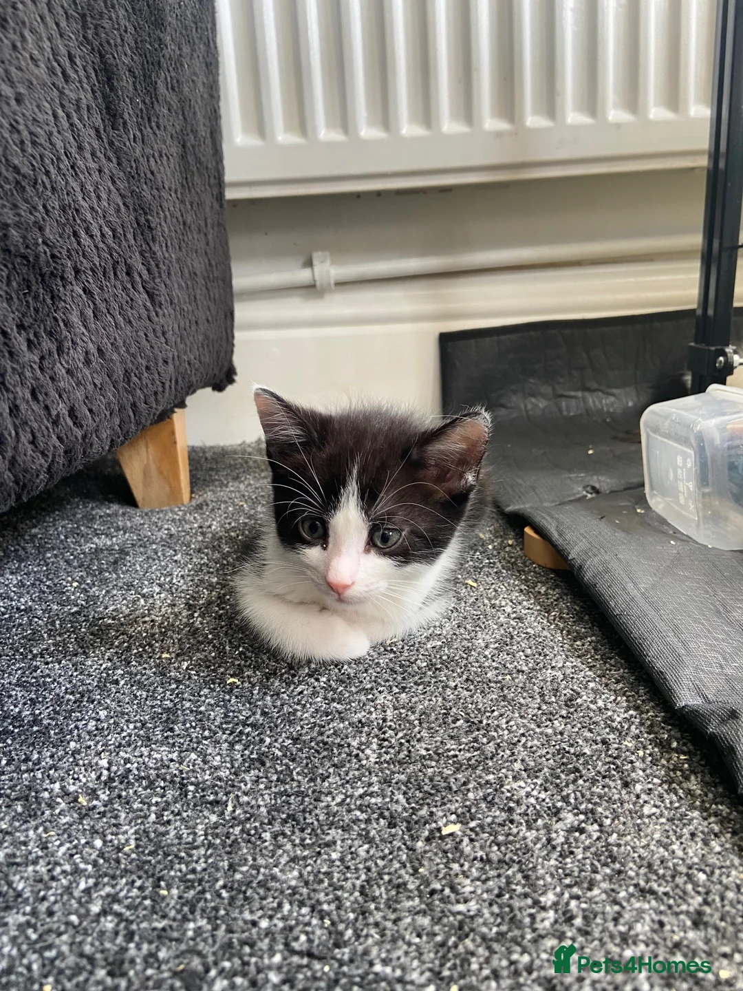 Mixed Breed cats for sale: 2 tuxedo boys  - Advert 1