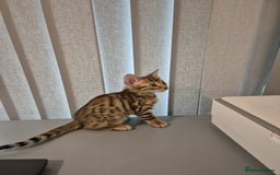 Bengal cats for sale:  🐾Four Beautiful Bengal Kittens🐾 - Image 7