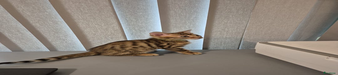 Bengal Kitten 3