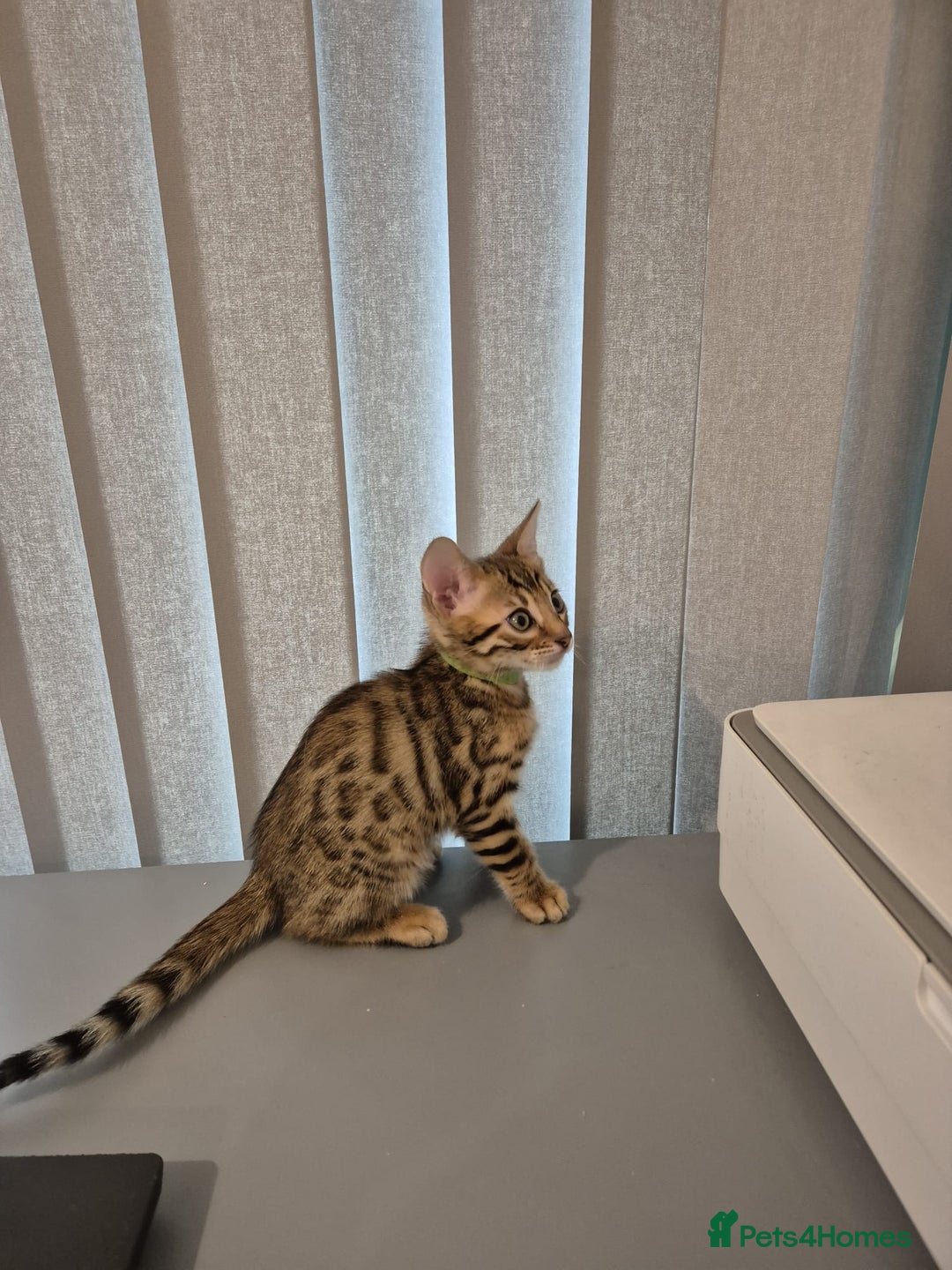 Bengal cats for sale:  🐾Four Beautiful Bengal Kittens🐾 - Image 7