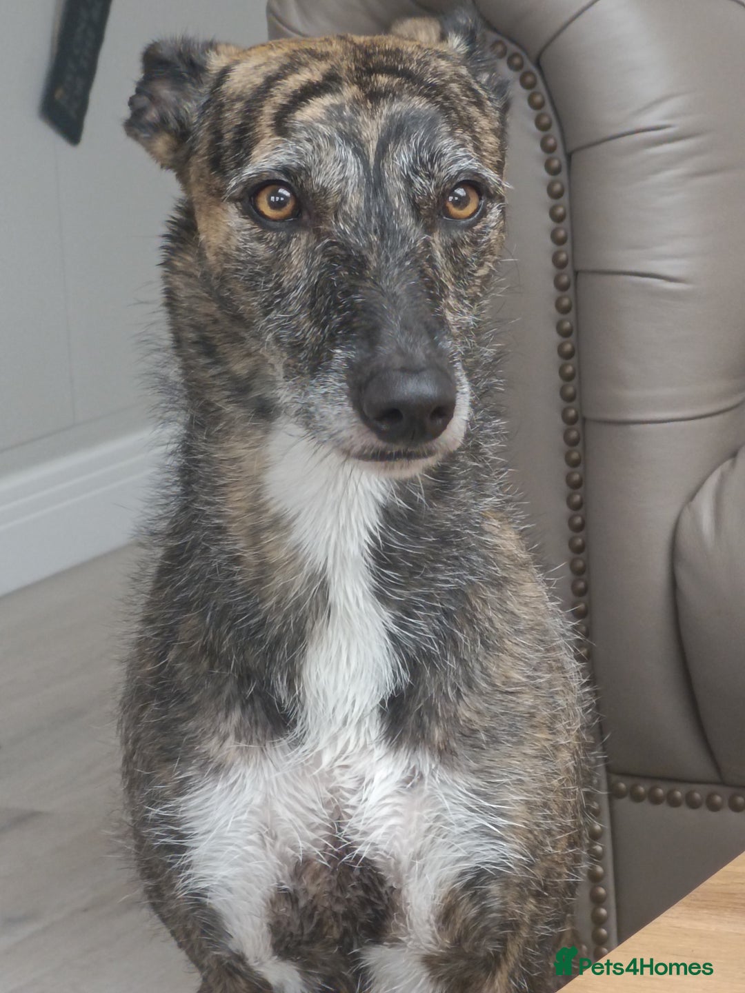 Lurcher dogs for sale: Bull x lurcher for sale - Advert 2