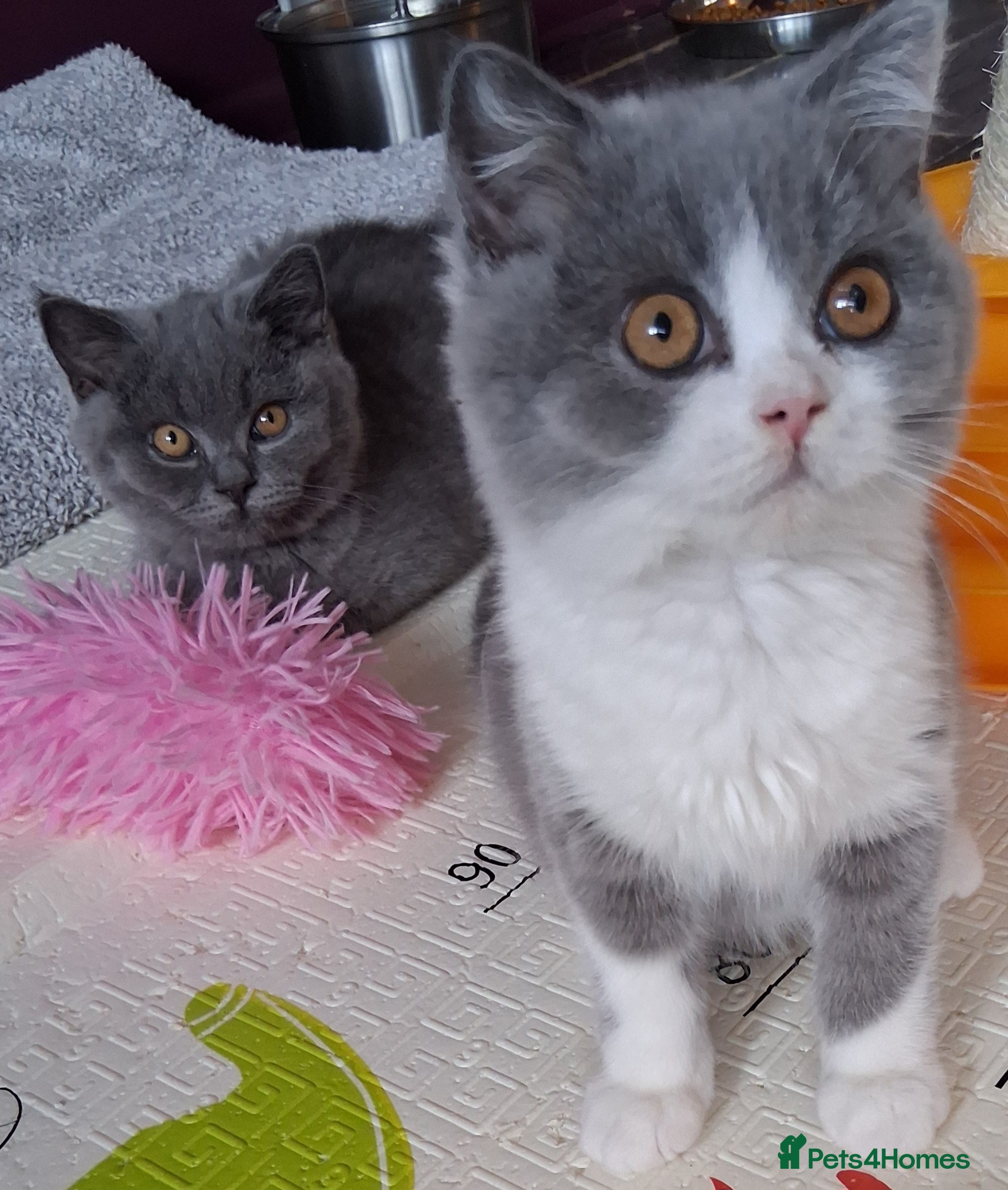 British Shorthair cats for sale:  BRITISH SHORTHAIR in Salford - Advert 9