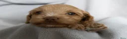 Cockapoo dogs for sale: Beautiful Cockapoo Puppies - Advert 22