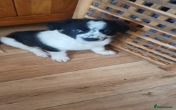 Border Collie dogs for sale: My babies  - Image 14