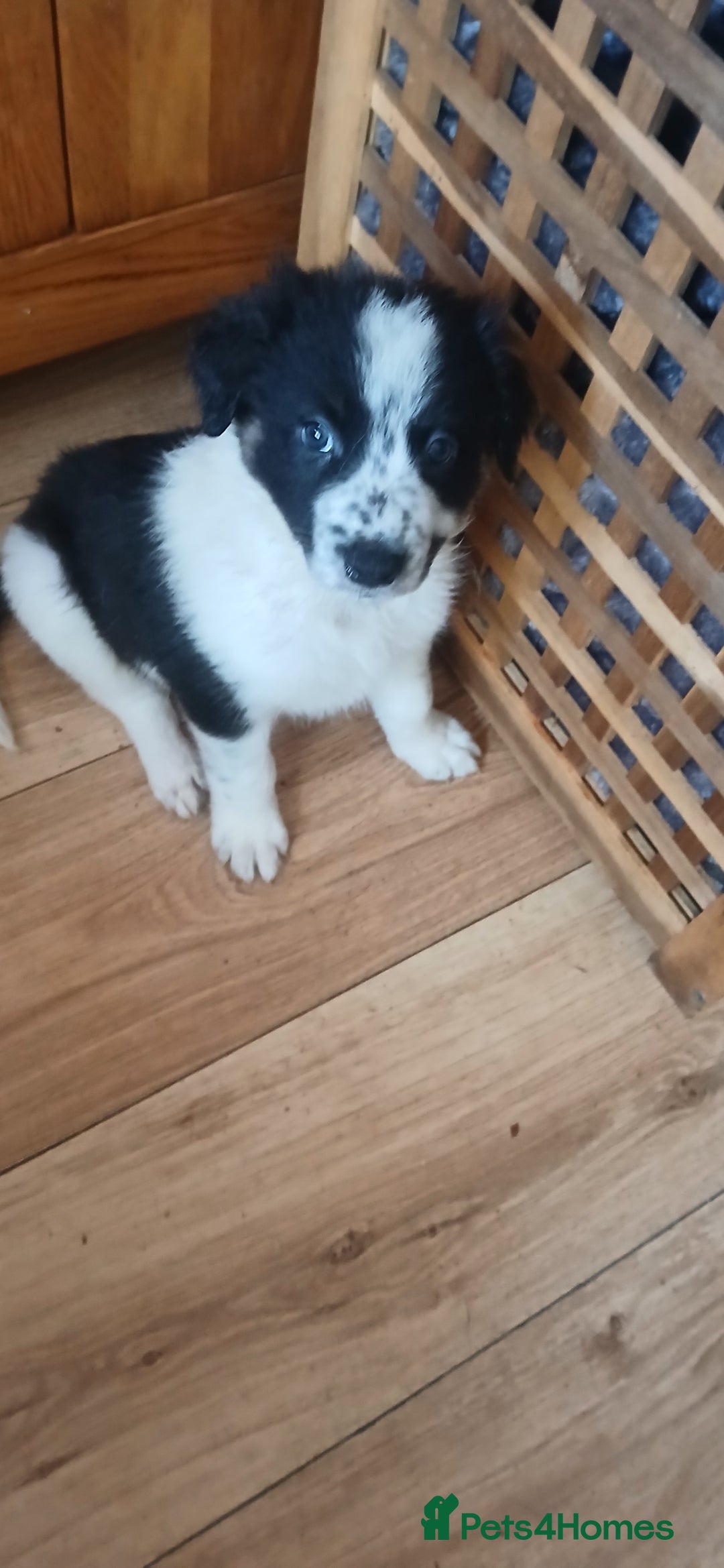 Border Collie dogs for sale: My babies  - Image 14