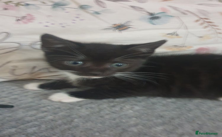 Mixed Breed cats 1 kitten left looking for forever homes. - Advert 15