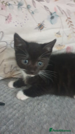 Mixed Breed cats 1 kitten left looking for forever homes. - Advert 15