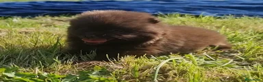 Pomeranian Puppy 1