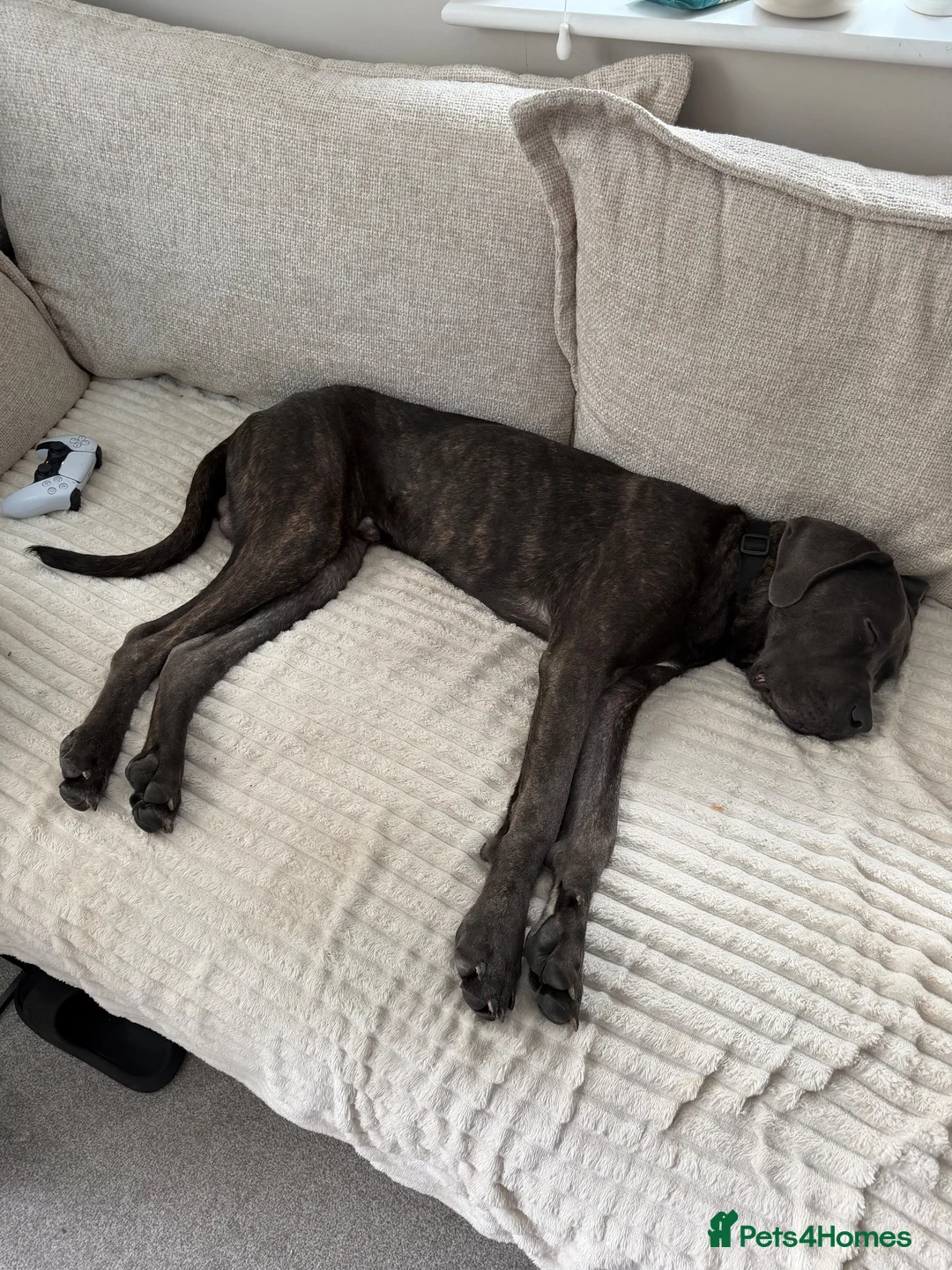 Cane Corso dogs for sale: Cello 10 month old cane corso 🐾 - Advert 2