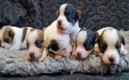 Jack Russell dogs for sale: kC Reg Jack Russell Pups, DNA Health Tested - Image 6