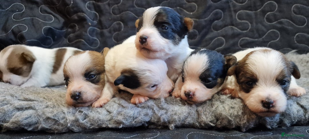 Jack Russell dogs for sale: kC Reg Jack Russell Pups, DNA Health Tested - Image 6
