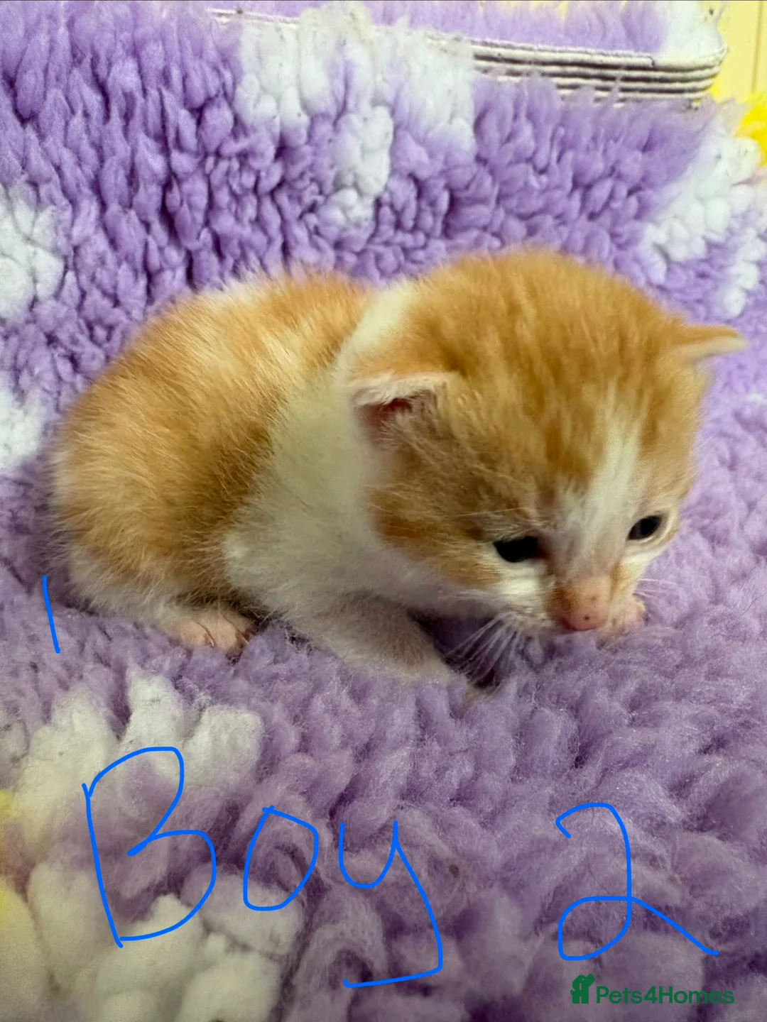 Mixed Breed cats for sale: Beautiful kittens!  - Advert 18