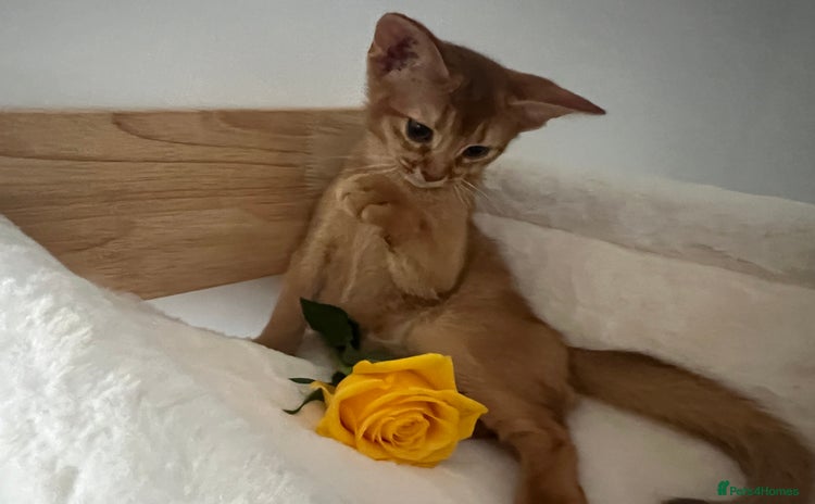 Abyssinian cats - Advert 3