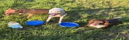 Mixed Breed dogs for sale: Lurcher bull puppies for sale - Advert 11