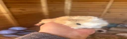 Guinea Pig rodents for sale: Male guinespigs  - Advert 3