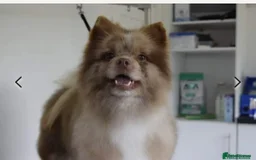 Pomeranian dogs for sale: Stunning chocolate Merle Pomeranian  - Image 4
