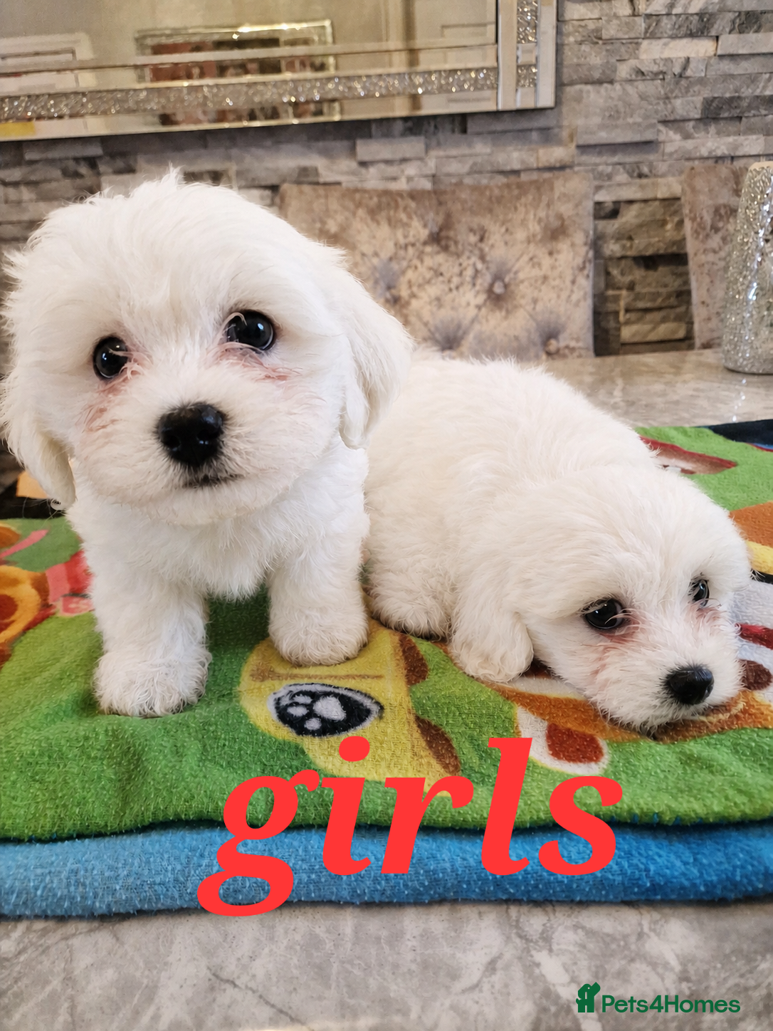Mixed Breed dogs Bischon frise x Maltese puppies  - Advert 1