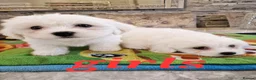 Mixed Breed dogs for sale: Bischon frise x Maltese puppies  - Advert 1