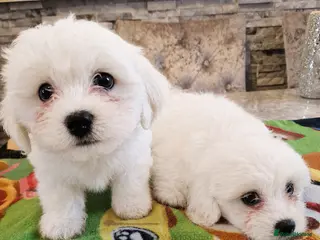 Mixed Breed dogs Bischon frise x Maltese puppies - Advert 3