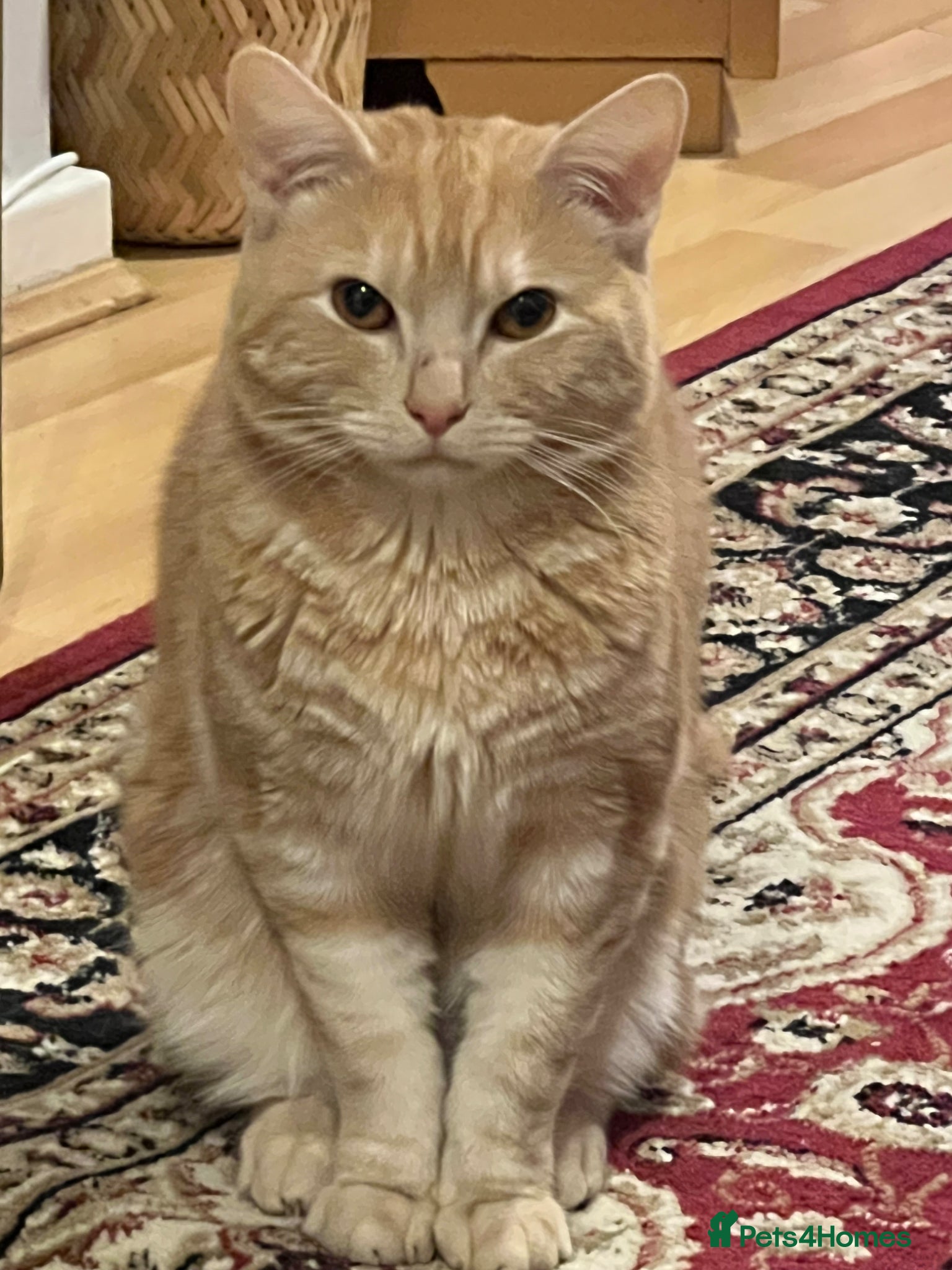 Mixed Breed cats Beautiful male cream cat  - Advert 3