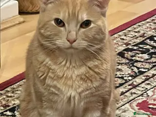 Mixed Breed cats Beautiful male cream cat - Advert 1