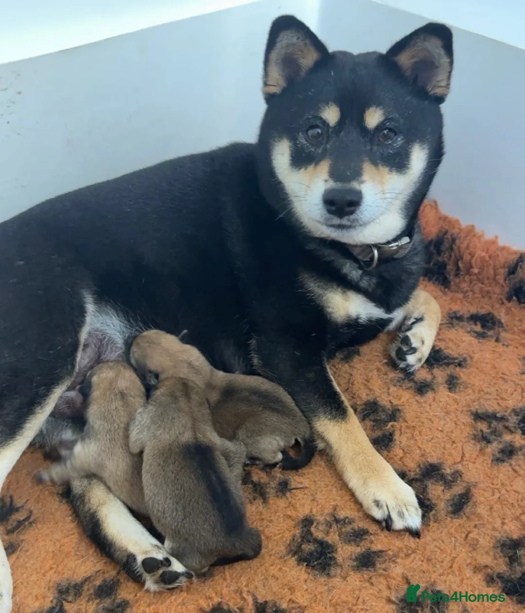 Japanese Shiba Inu dogs for sale: Last two beautiful girls - Advert 1