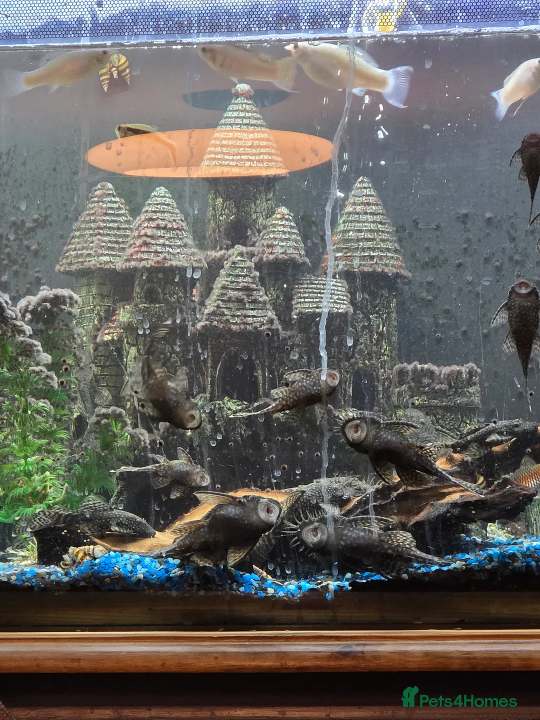 Plecos fish for sale: Plecos  - Advert 2