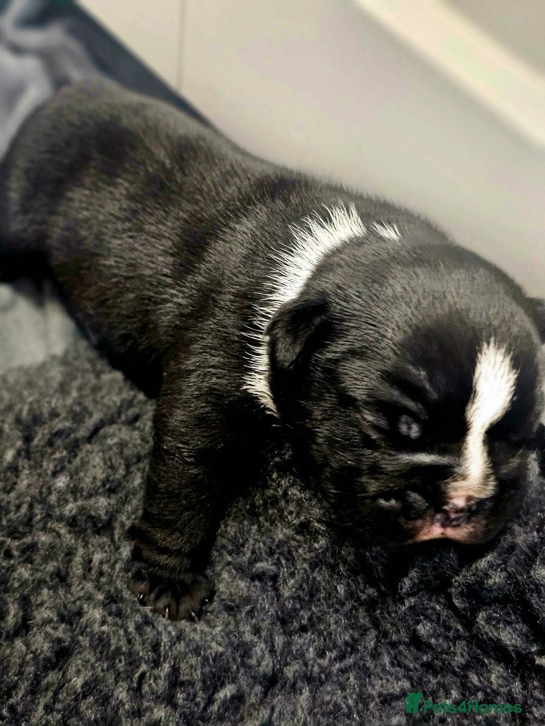 English Bulldog dogs for sale: KC Reg Champion Bloodlines 1 Girl Left £ 2800 - Image 27