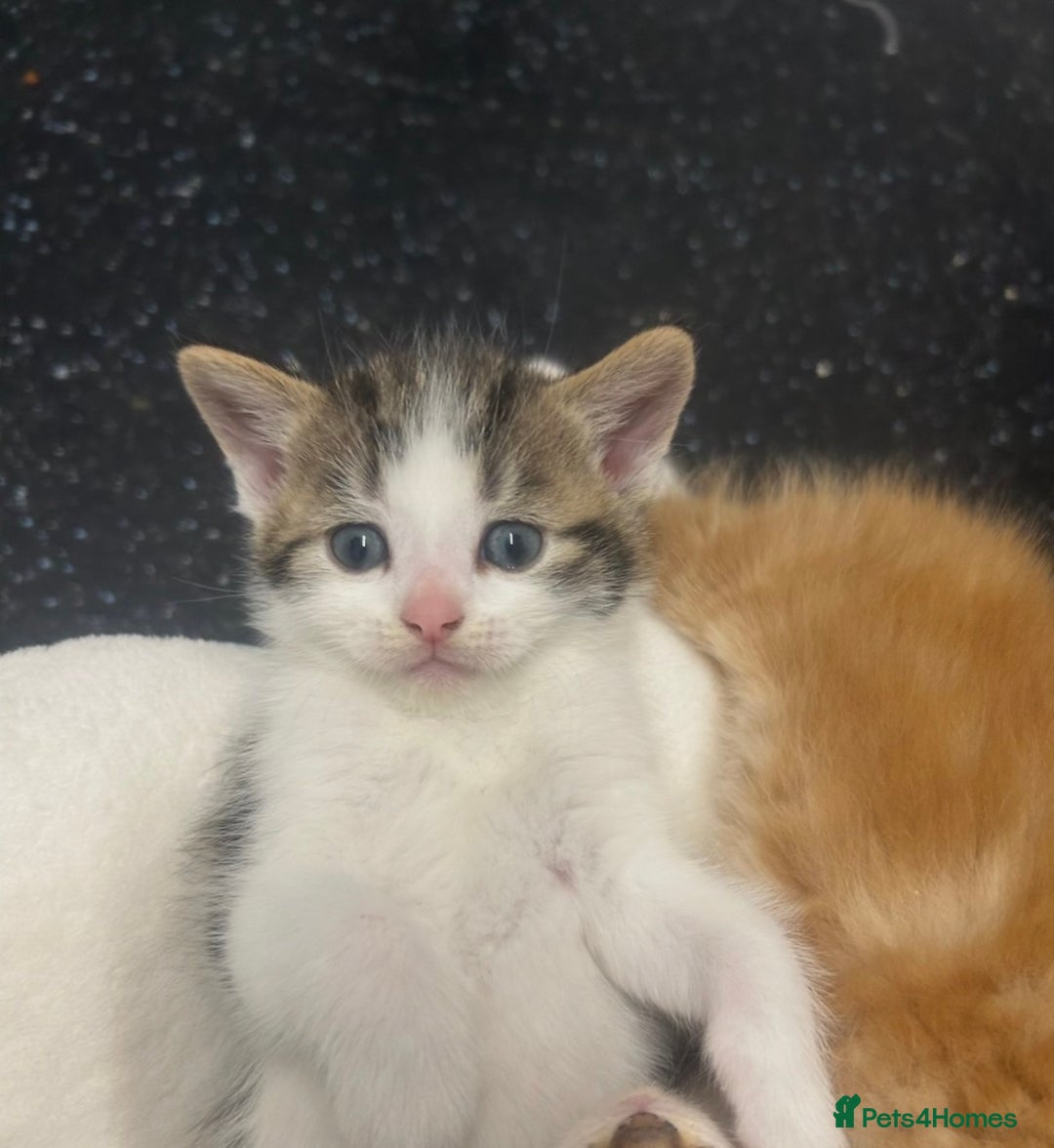 British Shorthair cats for sale: Last kitten  - Advert 8